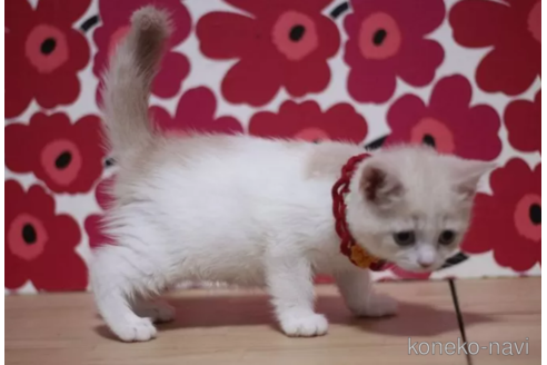 成約済の東京都のマンチカン-103712の5枚目